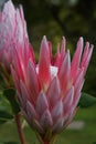 Pink Proteas Flower Royalty Free Stock Photo