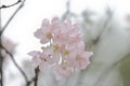 Pink Prunus Campanulata Flower at TKO Park Royalty Free Stock Photo