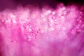 Pink puff flower stamens covered with glittering dew Royalty Free Stock Photo