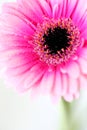 Pink puprle macro gerber blossom flower close up with drops of water Royalty Free Stock Photo