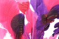 pink purple abstract acrylic painting color texture on white paper background by using rorschach inkblot method