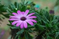 Pink and purple african daisy, also called blue eyed daisy or cape daisy flower