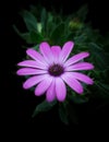 Pink and purple african daisy, also called blue eyed daisy or cape daisy flower