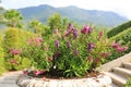 Pink and Purple Angelonia flower Angelonia goyazensis Benth or Scrophulariaceae