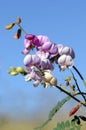 Purple Australian Indigo flowers, buds and pods, Indigofera australis, family fabaceae