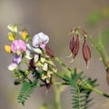 Pink purple Australian Indigo flowers and seed pods Royalty Free Stock Photo