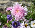 Pink and Purple Bachelor Button Flowers