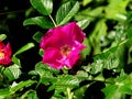 Bright pink purple beach rose flower with shiny leathery leaves closeup Royalty Free Stock Photo