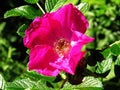 Bright pink purple beach rose flower with shiny leathery leaves closeup Royalty Free Stock Photo