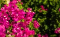 Pink and purple blooming bougainvillea in Greece Royalty Free Stock Photo