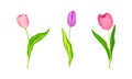 Pink and Purple Blooming Tulips Flowers with Large and Showy Bud on Green Stem Vector Set