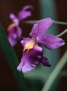The pink and purple flowers of an Odontoglossum