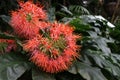 Scadoxus multiflorus or Blood Lily Royalty Free Stock Photo