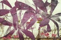 Pink and purple bougainvillea abstract background