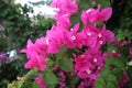 Pink or Purple Bougainvillea Flower greece Very Beautiful Close Up Royalty Free Stock Photo