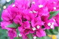 Pink or Purple Bougainvillea Flower greece Very Beautiful Close Up Royalty Free Stock Photo