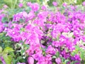 Pink and purple bougainvillea in full bloom