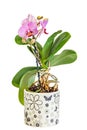 Pink, purple branch orchid flowers, vase, flowerpot, Orchidaceae, Phalaenopsis known as the Moth Orchid, abbreviated Phal. Royalty Free Stock Photo