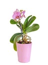 Pink, purple branch orchid flowers, vase, flowerpot, Orchidaceae, Phalaenopsis known as the Moth Orchid, abbreviated Phal. Royalty Free Stock Photo