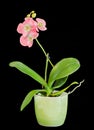 Pink, purple branch orchid flowers, vase, flowerpot, Orchidaceae, Phalaenopsis known as the Moth Orchid, abbreviated Phal. Royalty Free Stock Photo