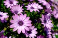 Pink and purple bunch of flowers