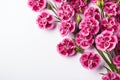 Pink and purple carnation flowers border on white background with copy space