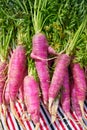 Pink purple carrots organic vegetables