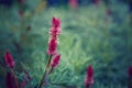 pink purple celosia argentea flower on faded blurry green blue background. Dark art moody floral. Royalty Free Stock Photo