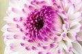 Pink-purple chrysanthemum flower close-up on a light background. Royalty Free Stock Photo