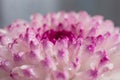 Pink-purple chrysanthemum flower close-up on a light background. Royalty Free Stock Photo