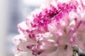 Pink-purple chrysanthemum flower close-up on a light background. Royalty Free Stock Photo