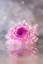 Pink-purple chrysanthemum flower close-up on a light background Royalty Free Stock Photo