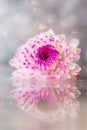 Pink-purple chrysanthemum flower close-up on a light background