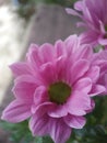 Beautifull Crysanthemum flower, closeup defocused view on blurred background, for background banner purposes. Royalty Free Stock Photo