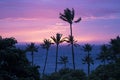 Pink and Purple Colorful Sunset Sky over Ocean with Palm Trees B Royalty Free Stock Photo