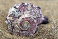 Pink and purple colors sea shell, golden ratio, on the beach, macro. Royalty Free Stock Photo