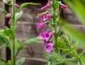 Pink purple common foxglove Digitalis purpurea fairy fingers in summer cottage garden