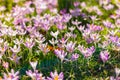 Pink and purple crocus on meadow , spring blooming, first flowers, nature Royalty Free Stock Photo