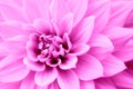 Pink purple dahlia flower macro photo. Color picture emphasizing pink shades and reddish shadows