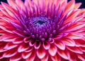 Pink and purple dahlia petals background Royalty Free Stock Photo