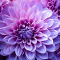 Pink and purple dahlia petals macro, floral abstract background. Close up of flower dahlia for background, Soft focus Royalty Free Stock Photo