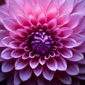 Pink and purple dahlia petals macro, floral abstract background. Close up of flower dahlia for background, Soft focus Royalty Free Stock Photo