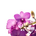 Pink purple dendrobium orchid