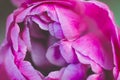 Pink-purple double tulip in bloom, petals extreme close up, full frame Royalty Free Stock Photo