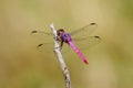 Pink and Purple Dragonfly