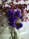 Pink and purple dried flower