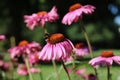 Pink purple echinacea or cone flowers in morning sun with bee visible Royalty Free Stock Photo