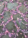 Pink purple fallen leaves filled with stone slate gaps