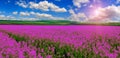 Pink purple field, imagination. fantastic landscape, clouds on the sky over the meadow with pink flowers. Royalty Free Stock Photo