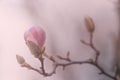 Pink purple flower bloom magnolia bud close up macro on branch o Royalty Free Stock Photo